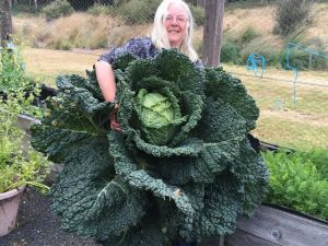 Avustralyalı çift insan boyunda lahana yetiştirdi