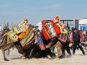 Salihli deve güreşleriyle renklenecek