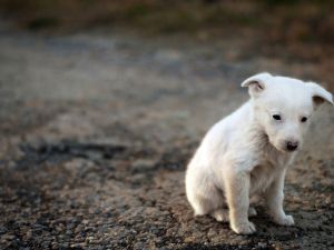 Hayalleri iyilikle buluşturan proje: kitapkoala.com