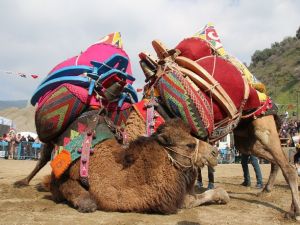 Salihli’de yarın deve güreşi şenliği var