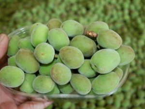 Yılın ilk hasadı çağlalar 100 liradan alıcı buluyor