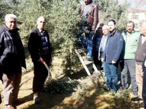 Sarıgöl’de zeytin budama eğitimi