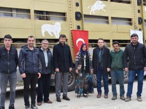 Pazarlar’da 5 genç çiftçiye damızlık koyun