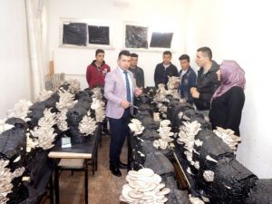 Liseli öğrencilerin yetiştirdiği istiridye mantarları yok satıyor