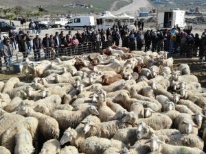 İzmir’de üreticinin yüzü gülüyor