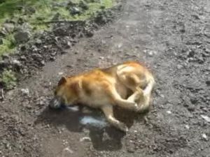 Ferdi Tayfur’un Marmaris’teki İki Köpeği Zehirlendi