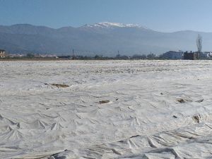 Patates üreticileri don olayına karşı elyafla önlem aldı