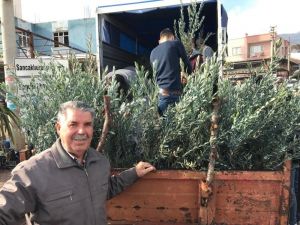 Şehzadeler Ziraat Odası’ndan üreticilere 35 bin zeytin fidanı
