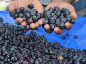 Didim zeytin ve zeytinyağında markalaşmaya gidiyor