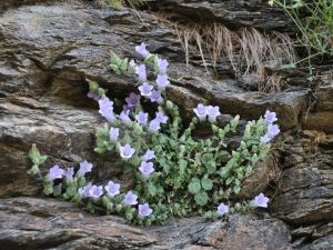 Egeli bilim insanından bir keşif daha