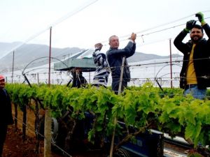 Sarıgöl’de üzüm bağlarına dolu önlemi