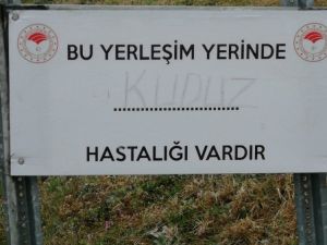 Simav’da kuduz karantinası