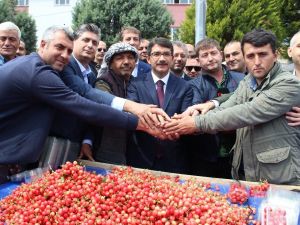 İlk kiraz 250 liradan satıldı