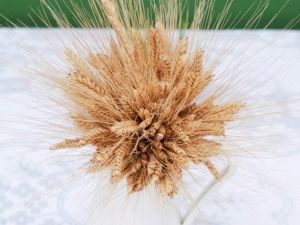 Siyez Buğdayı’nın serüveni belgesele konu oldu