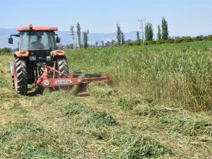 Aydın’da 596 ton yem bitkisi tohumu dağıtıldı