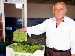 Sarıgöl’de taze bağ yaprağı alımlarına başlandı