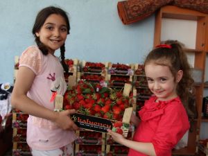 Yılın ilk çilek hasadına kaymakam eli değdi