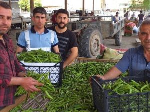 Bezelye üreticinin yüzünü güldürüyor