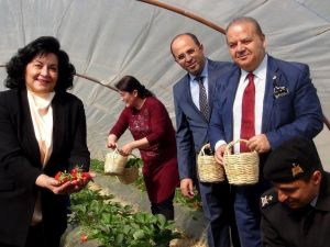 ‘Vali Hanım’ çileğinde dekarda 100 bin liralık gelir