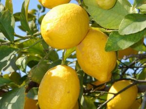 Nisan ayının zam şampiyonu Limon oldu