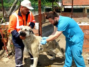 Sarıgöl’de sokak hayvanlarına aşılama