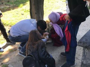 Edirnekapı Şehitliği’nde “evcil kedi” seferberliği kamerada