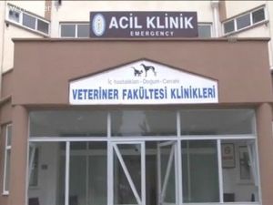 Hayvan hastanesi acil servis hizmetine ara verilecek