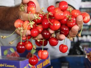 Dünyanın kirazı Manisa’dan