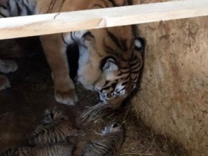 AslanPark’taki Bengal Kaplanı üç yavru dünyaya getirdi