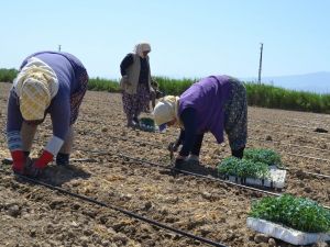 Manisa’da ’Kırmızı Altın’ toprakla buluştu
