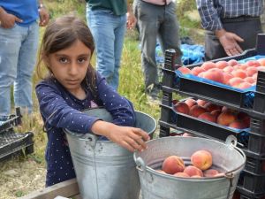 Kuşadası’ndan dünyaya şeftali ihracatı başladı