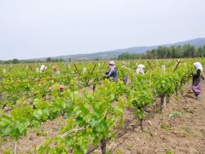 Kalıntısız asma yaprağı için bağcılar ve tüccarlara uyarı
