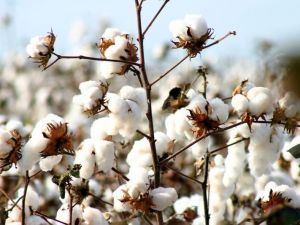 Aydın’da 6865 pamukçuya 213 milyonluk destek