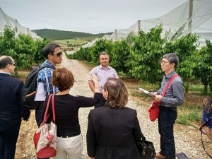 Güney Korelilerin ağzı Salihli kirazıyla tatlanacak