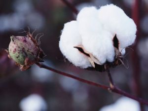 Türkiye’de pamuk ekim alanları daralıyor