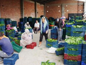 Sarıgöl’de bağ yaprağı piyasası canlandı