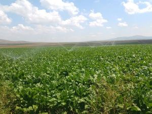 Bireysel sulama sistemlerine yüzde 50 hibe desteği