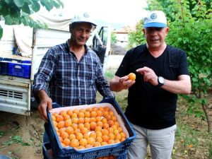 Manisa kayısısı Malatya’ya rakip oldu
