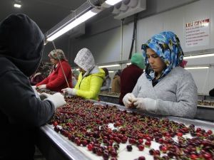 Kirazda ihracatında yüzde 20 artış bekleniyor