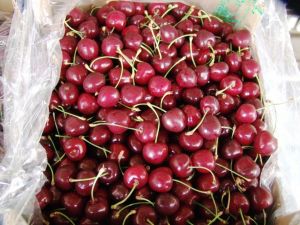 Kiraz ve üzümüne 12 ay ihracat