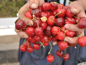 Yerli kiraz tezgahlardaki yerini aldı