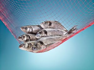 Polonyalıların sofralarına Türk balıkları lezzet katacak