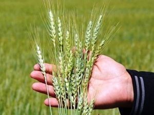 Kütahya’da hububat hastalık ve zararlılarla mücadele