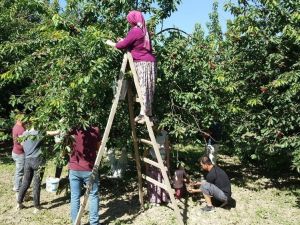 Kuşadası’nda 7 yıl aradan sonra kiraz festivali heyecanı