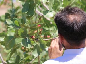Mayıs ayının zam şampiyonu yer fıstığı oldu