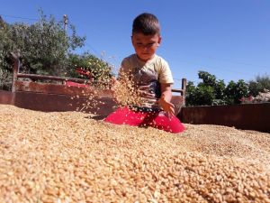 Anadolu’nun yerli buğdayı yüz güldürdü