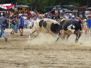Ula’da boğa güreşi