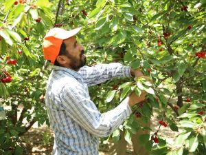 İhracatlık kirazın piyasası 22 TL’den açıldı, üreticinin yüzü güldü