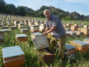 Gezgin arıcılar sorun yaşıyor