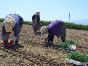 Salihli’de işçi ve biçerdöver fiyatları belirlendi